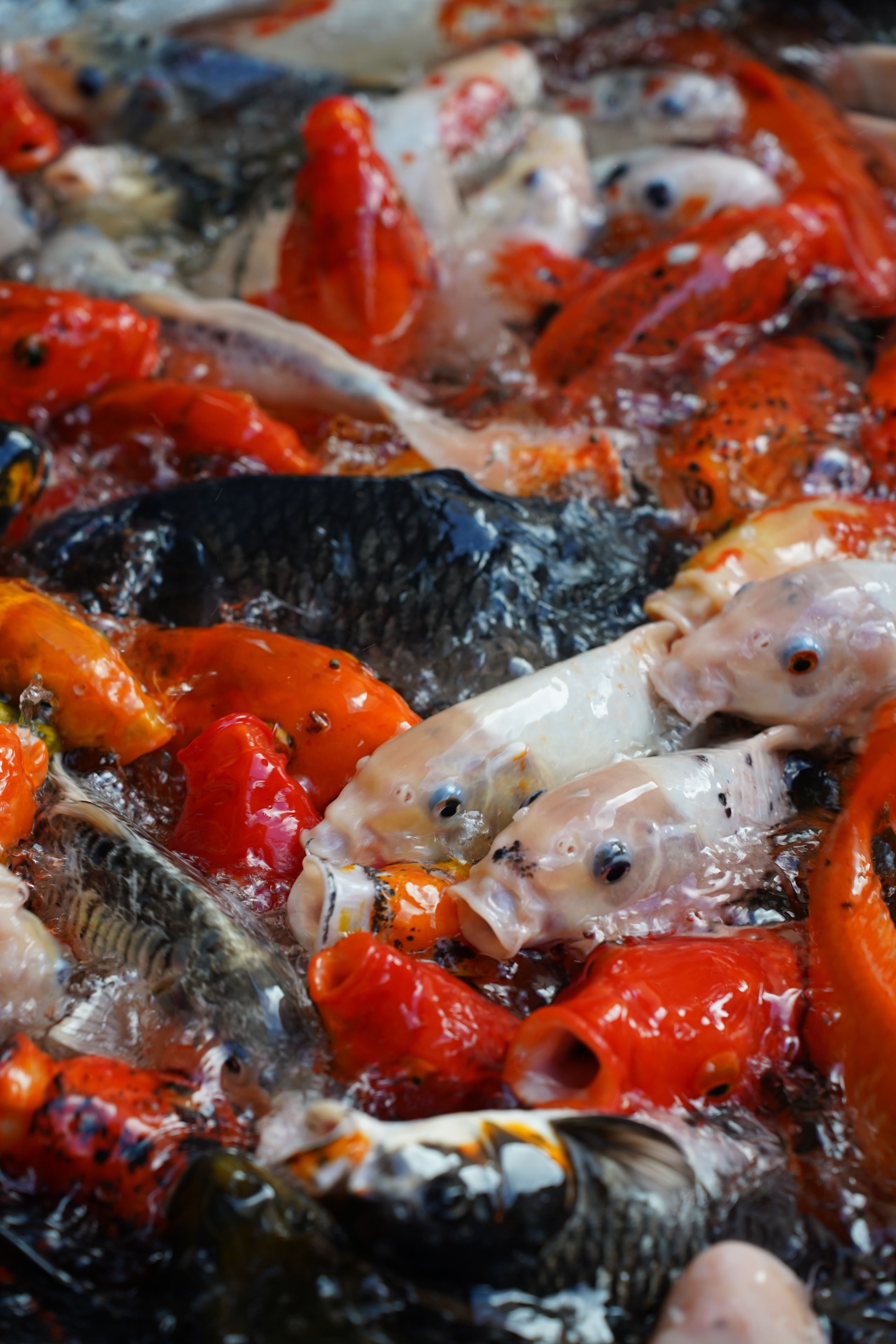 Illustration associée à la sensibilité des poissons
